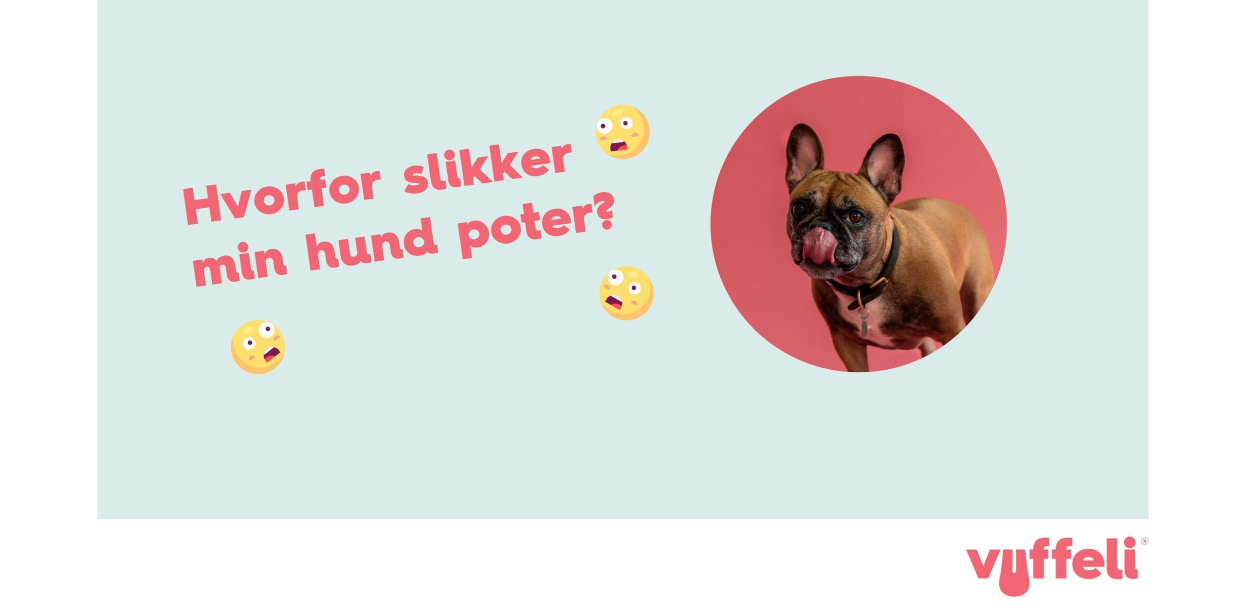 Hvorfor slikker min hund sine poter? og fransk bulldog