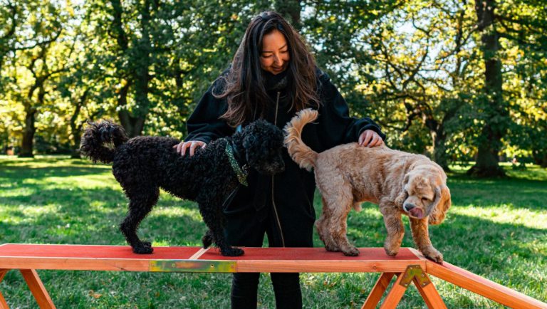 pige træner to hunde på agilitybane