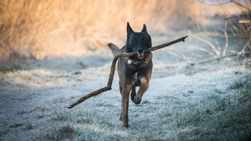 hund løber med pindVuffeli hundeblog