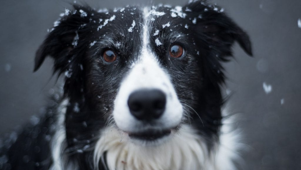 hund med sneVuffeli hundeblog