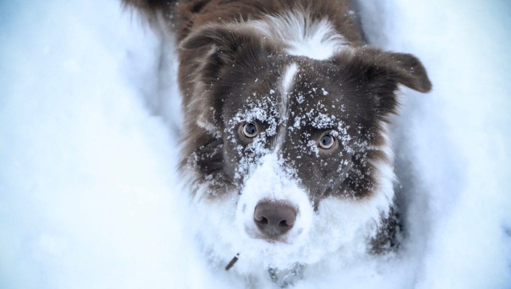 hund har leget i sneVuffeli hundeblog