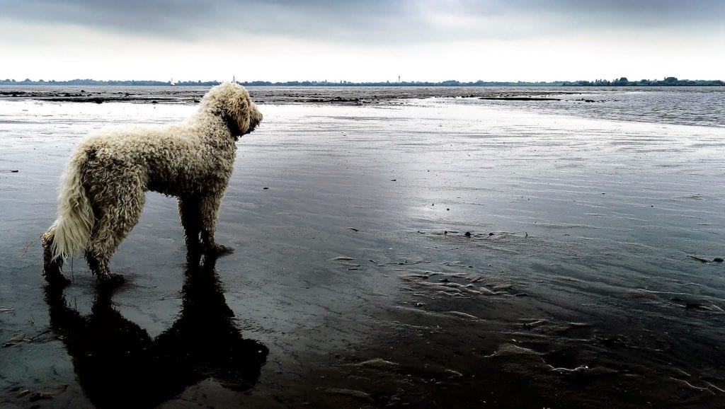 hund på frossen vandVuffeli hundeblog