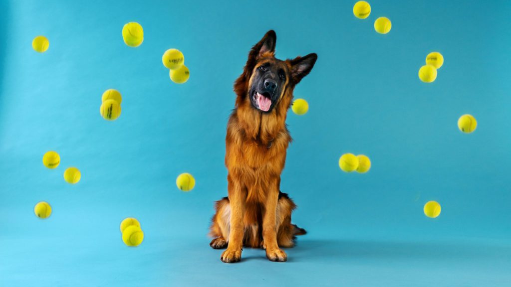 hund og bolde i luften