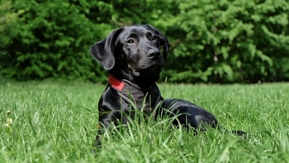 labrador retriever i græsVuffeli hundeblog