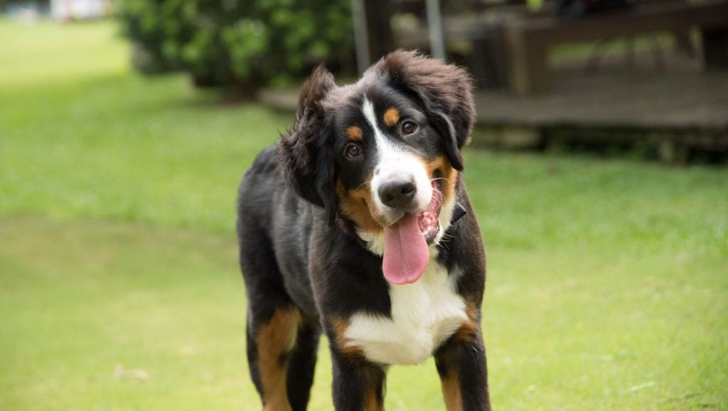 berner sennen klar til at legeVuffeli hundeblog