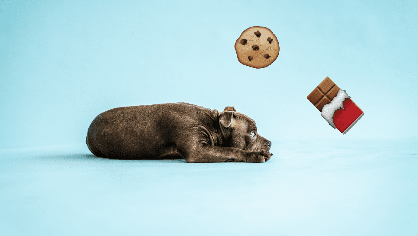 hunden må ikke spise chokolade eller kager