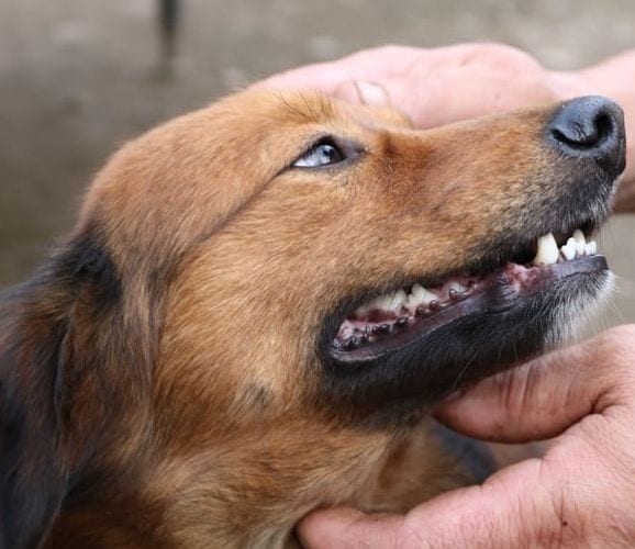 tæt på hundens tænderVuffeli hundeblog