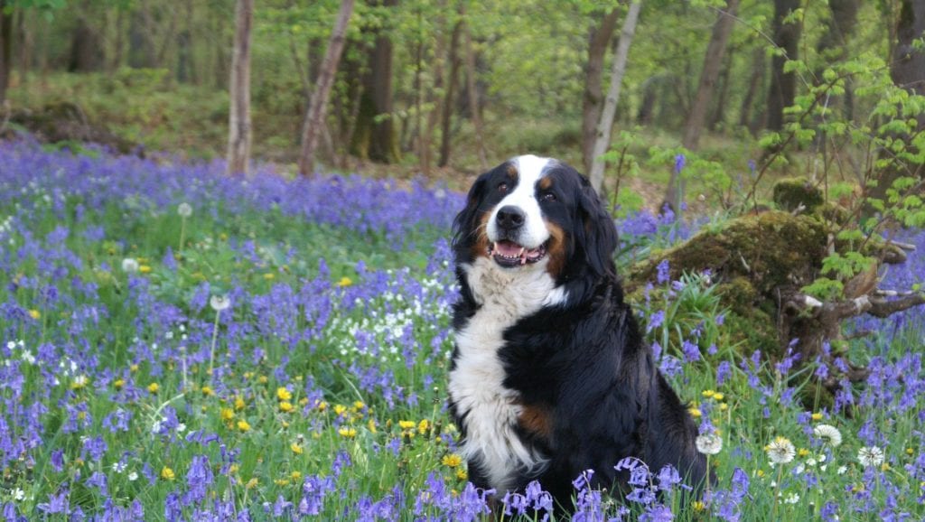 berner sennen og blomstermarkVuffeli hundeblog