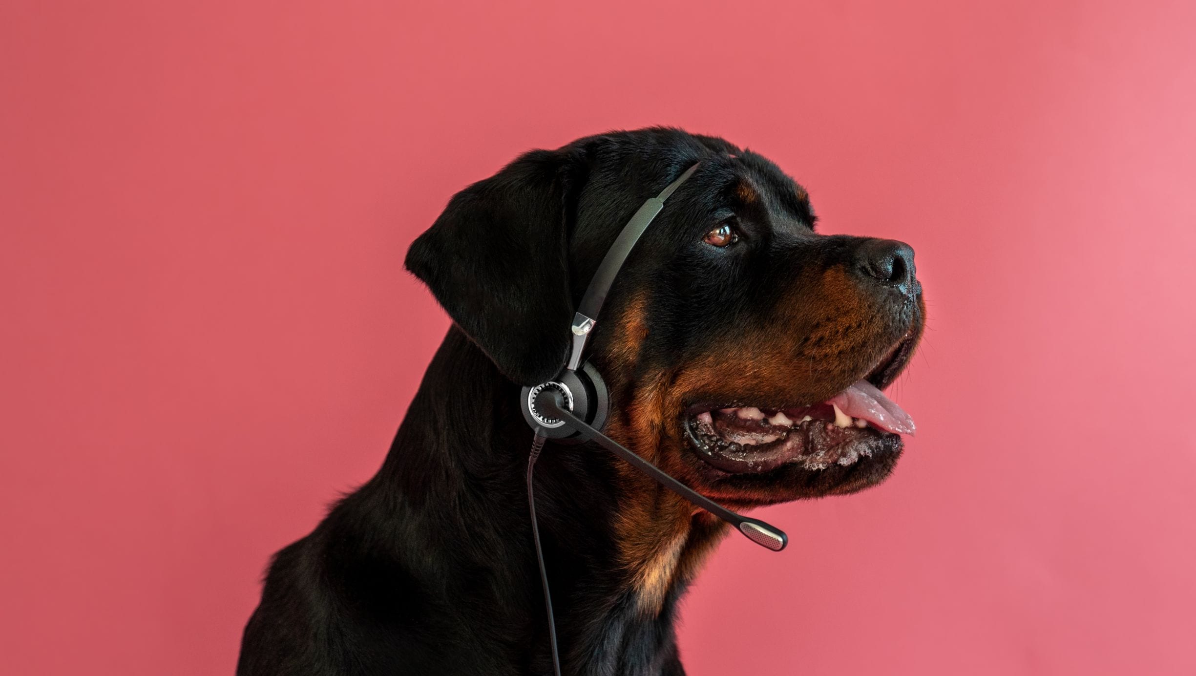 hund tager imod kundehenvendelser med høretelefoner og mikrofon påVuffeli hundeblog