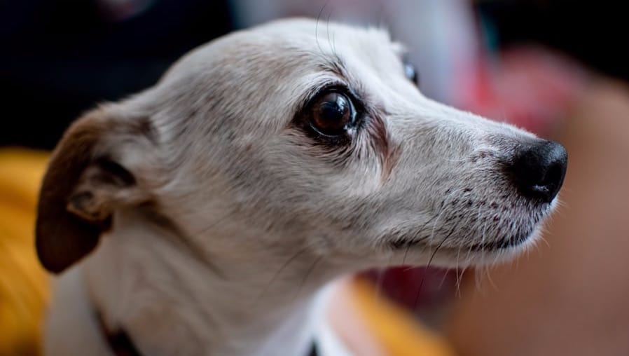 hund kigger med store øjneVuffeli hundeblog