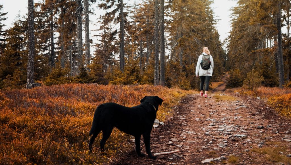 hund kigger på ejer i skovenVuffeli hundeblog