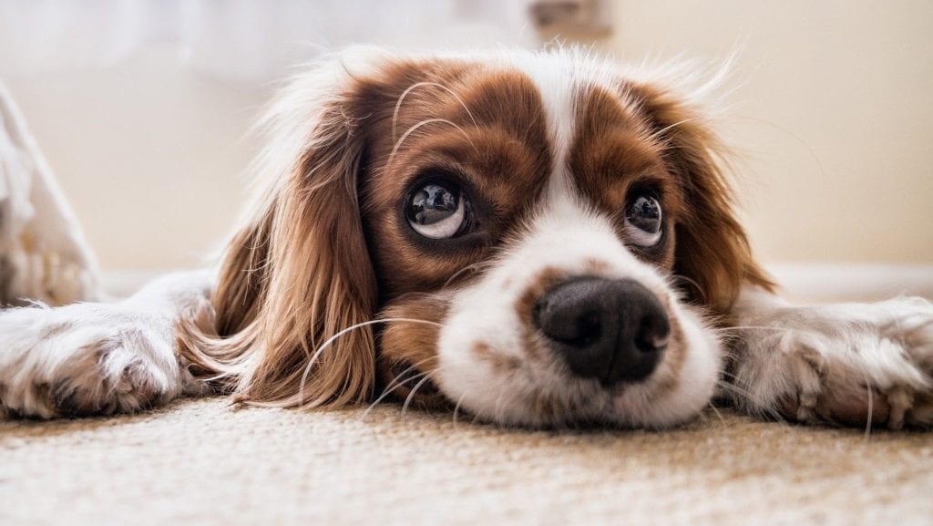 hund ligger på tæppeVuffeli hundeblog