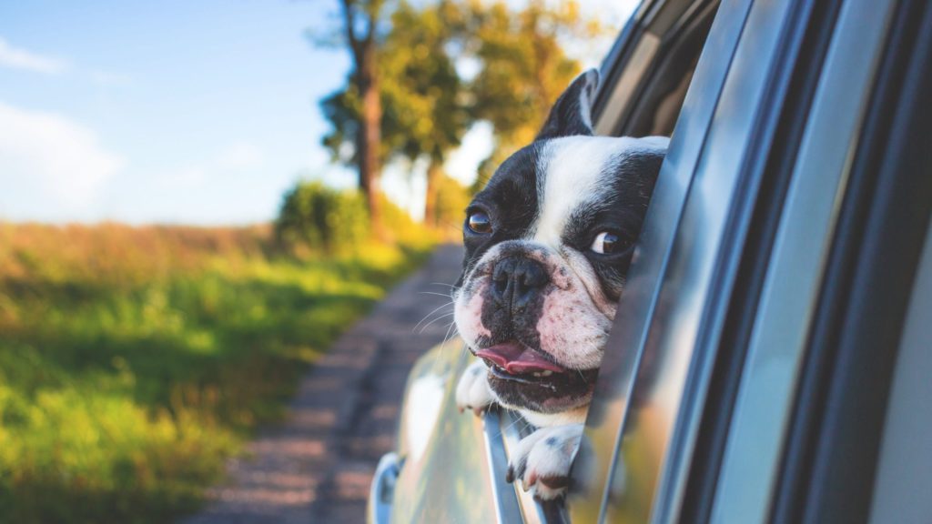 hund i bil kigger udVuffeli hundeblog