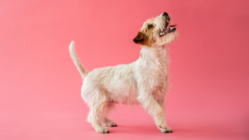 hund kigger op og gør