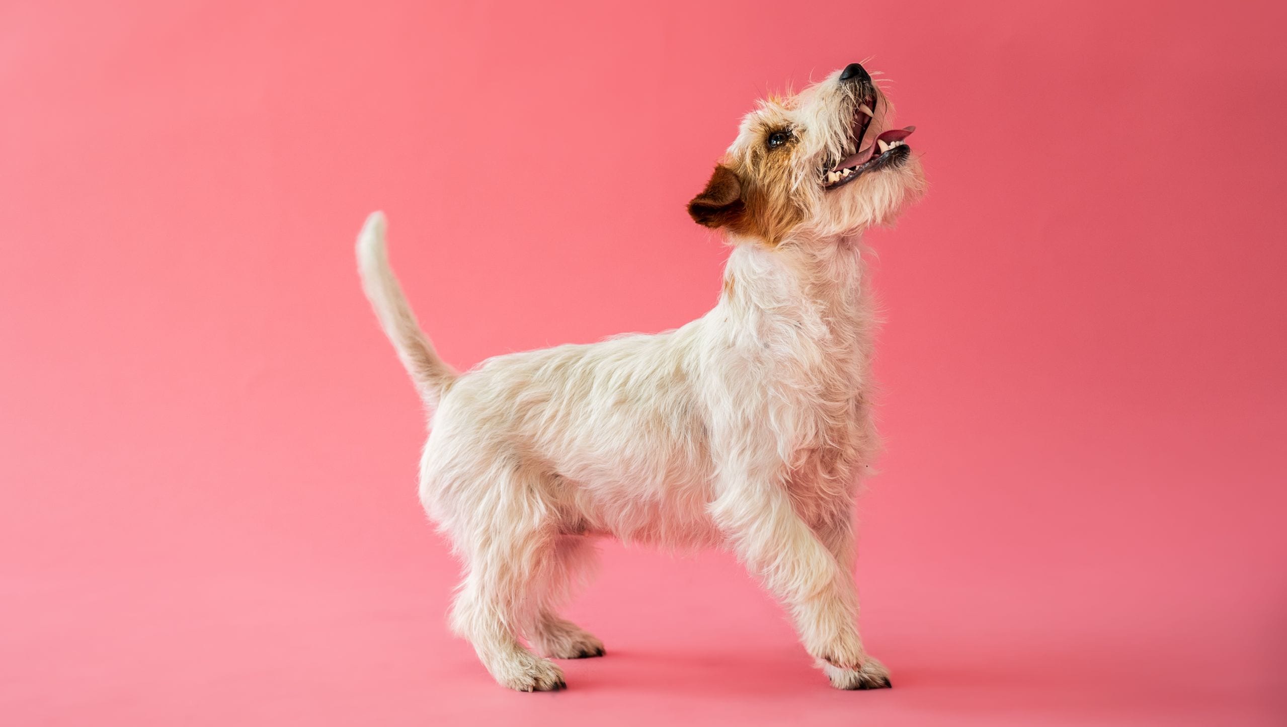 hund kigger op og gørVuffeli hundeblog