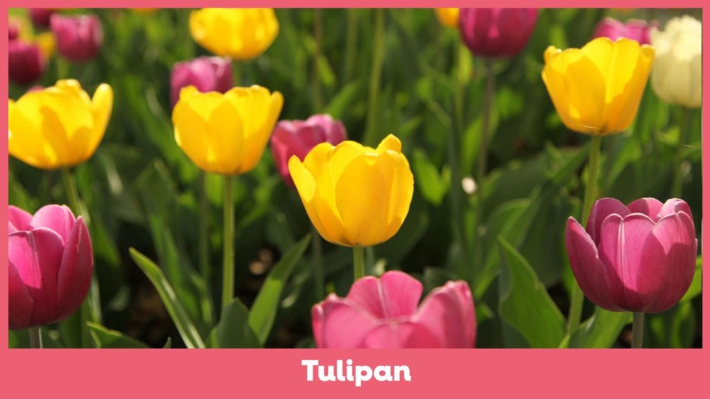 TulipanVuffeli hundeblog