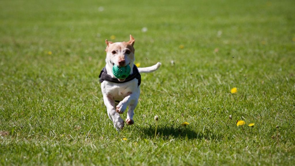 hund løber med bold i mundenVuffeli hundeblog