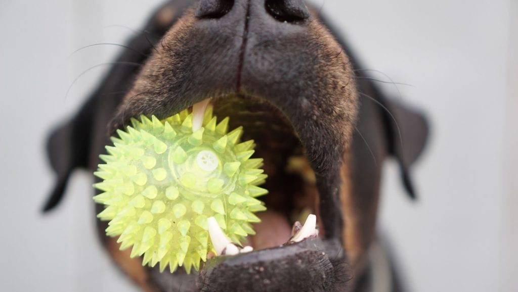 hund med boldVuffeli hundeblog