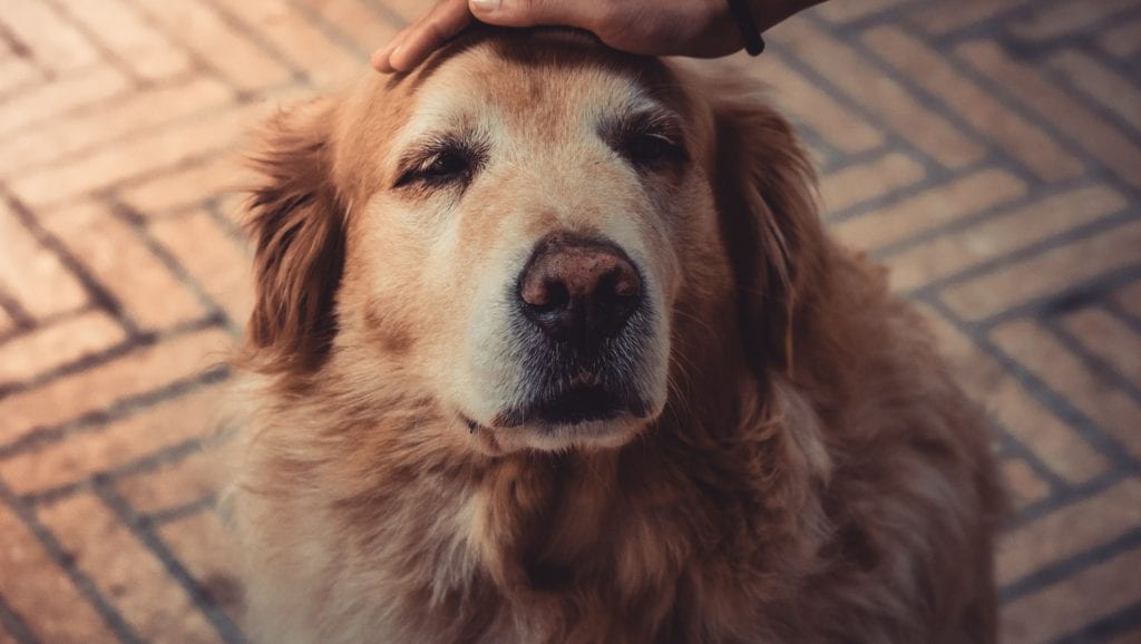 hund bliver aetVuffeli hundeblog