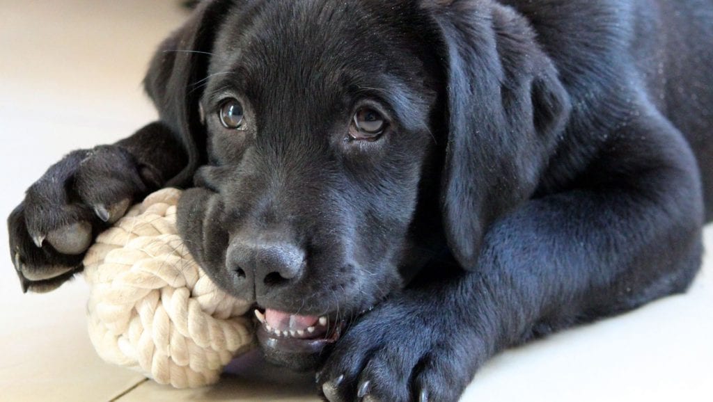 sort labrador hund leger med legetøjVuffeli hundeblog