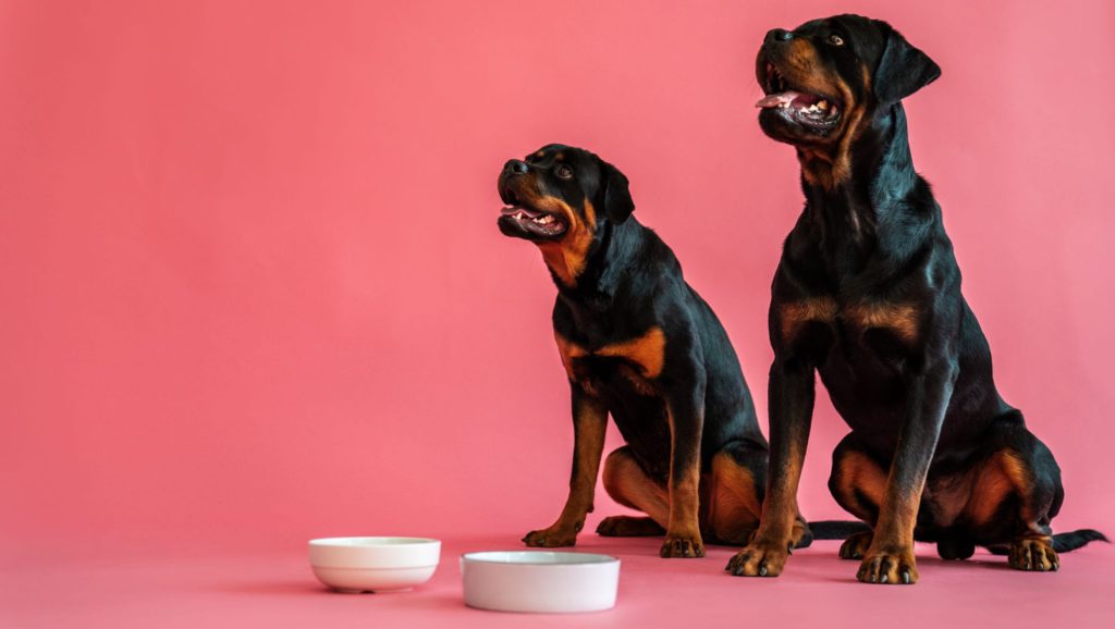 store hunde venter på mad