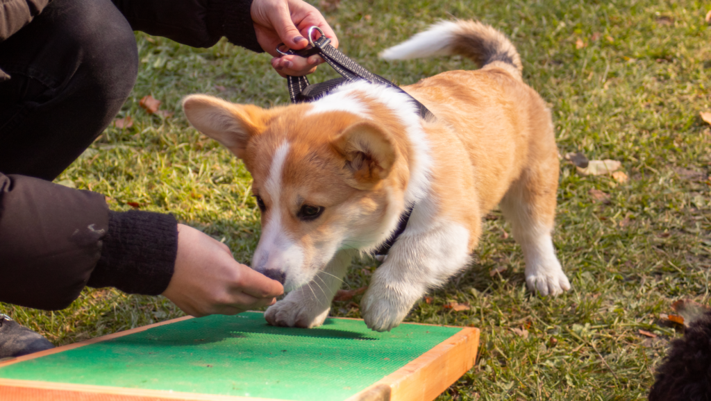 corgi laver agility og dufter til godbid