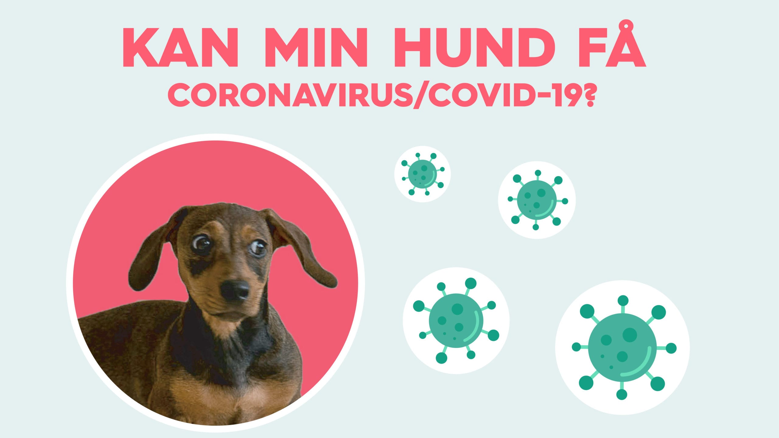 hund få coronavirus