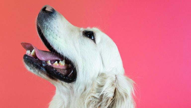 Golden retriever kigger op