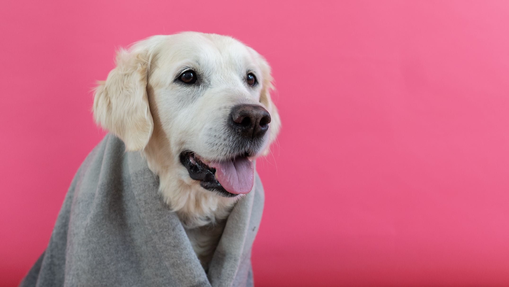 hund med tæppe på