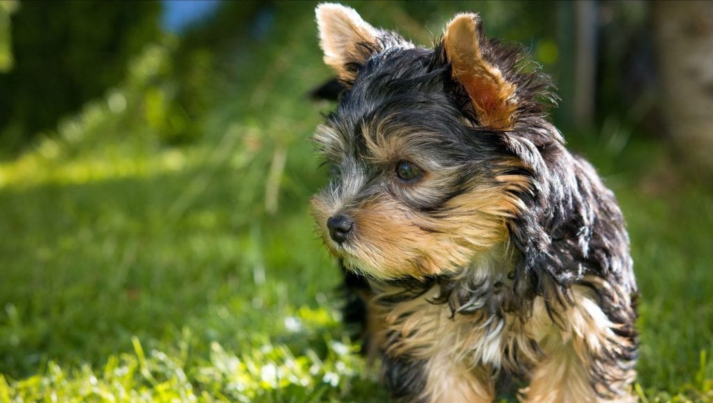 hund kigger til sidenVuffeli hundeblog