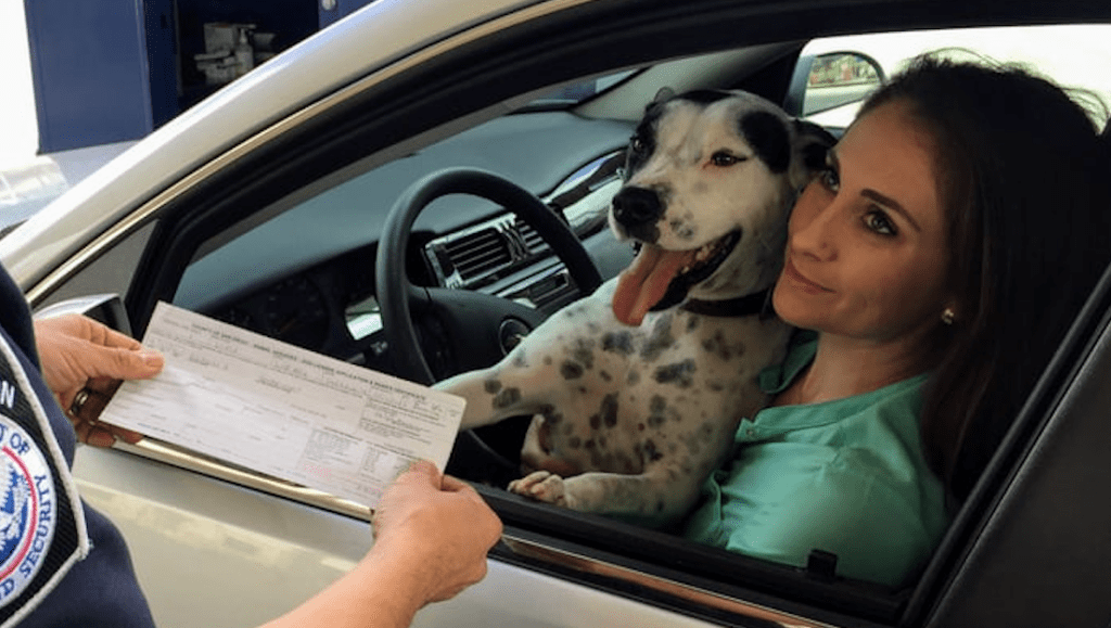 hund og ejer inde i bilen på forsædeVuffeli hundeblog