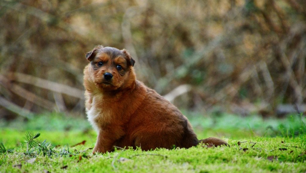 hvalp kigger fra græssetVuffeli hundeblog