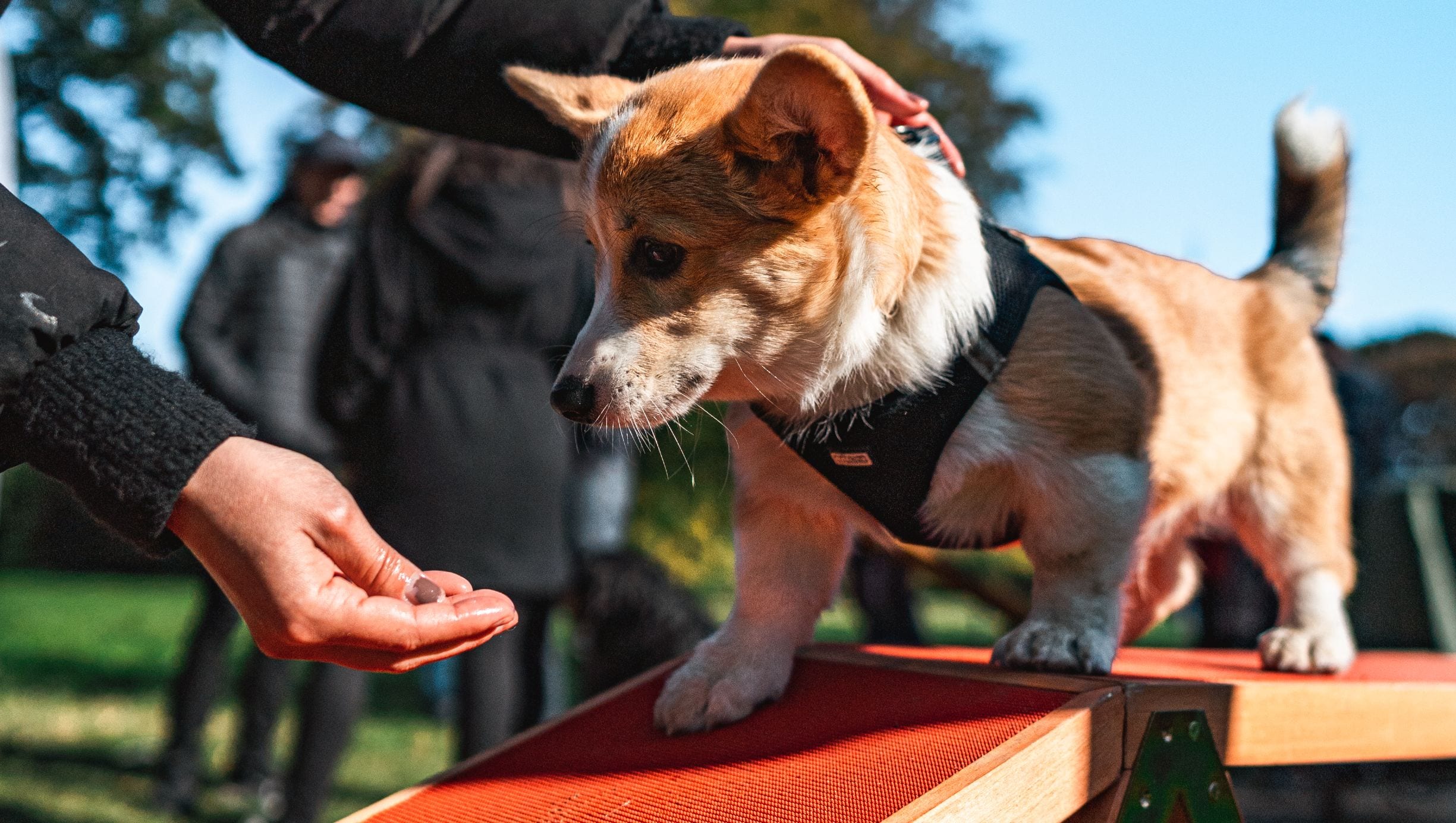 hund laver agility og får godbid