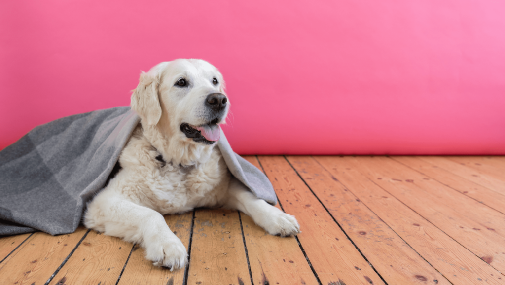 golden retriever ligger med tæppe på