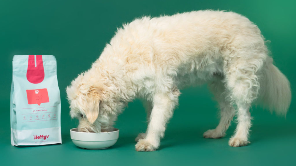 Hund spiser hundefoder eller skånekost