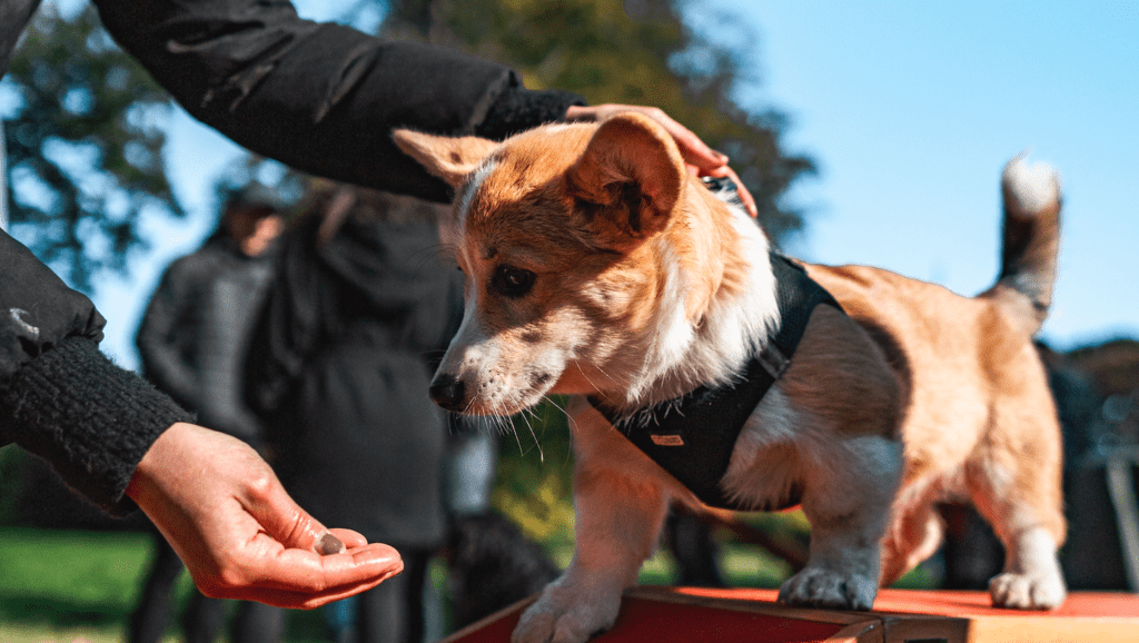 corgi træner og får godbidVuffeli hundeblog