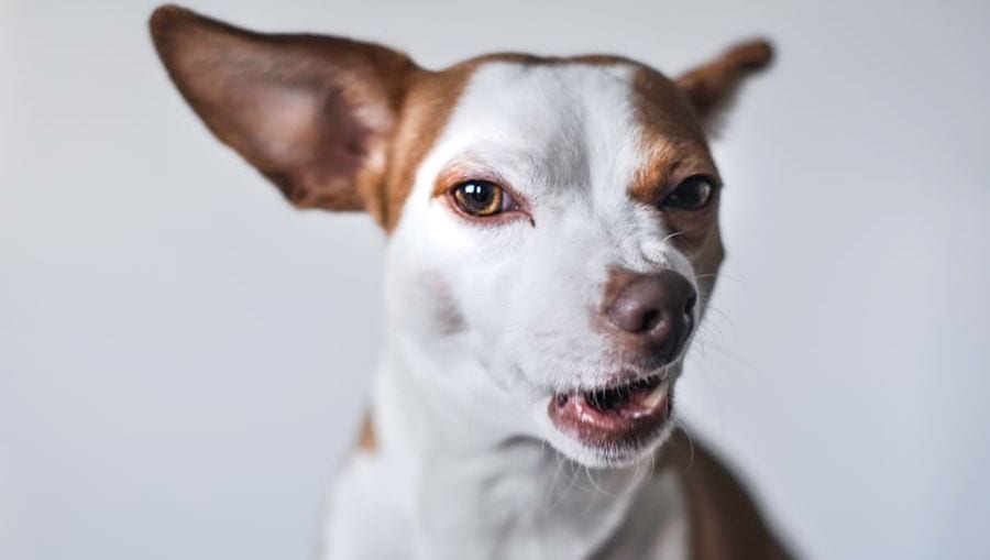 hund kigger på enVuffeli hundeblog