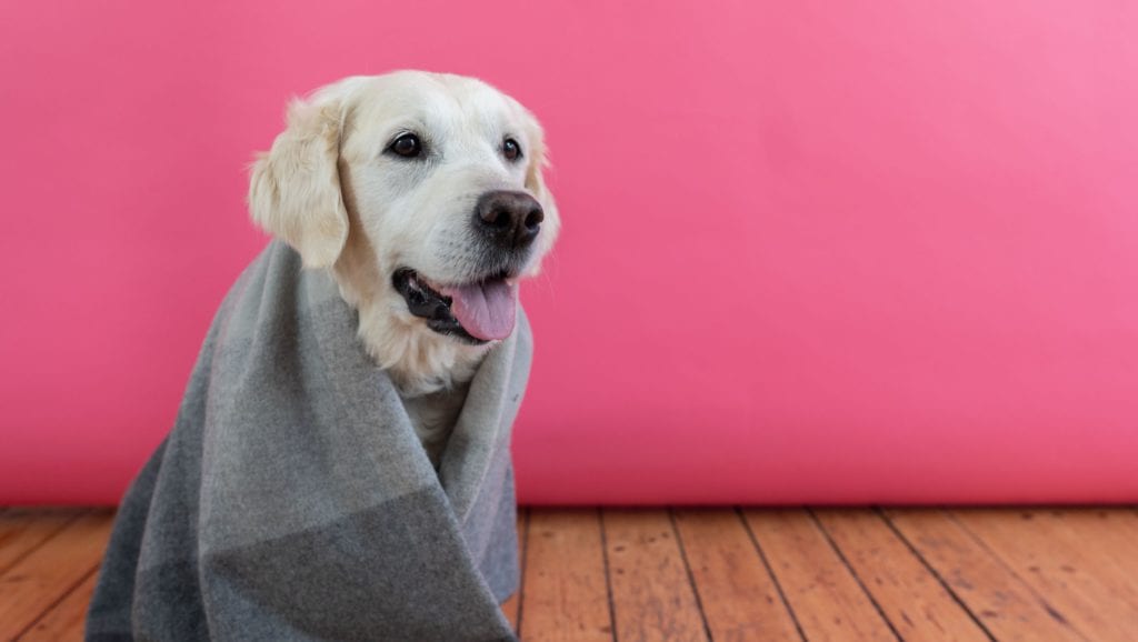 hund med tæppe påVuffeli hundeblog