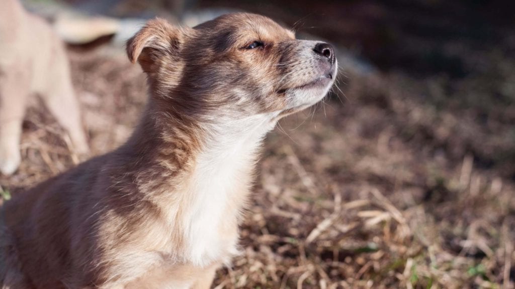 hund snuser til luftenVuffeli hundeblog