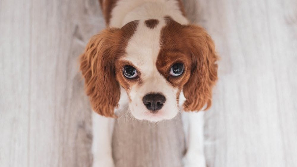 hund kigger op - cavelier king charles spanielVuffeli hundeblog