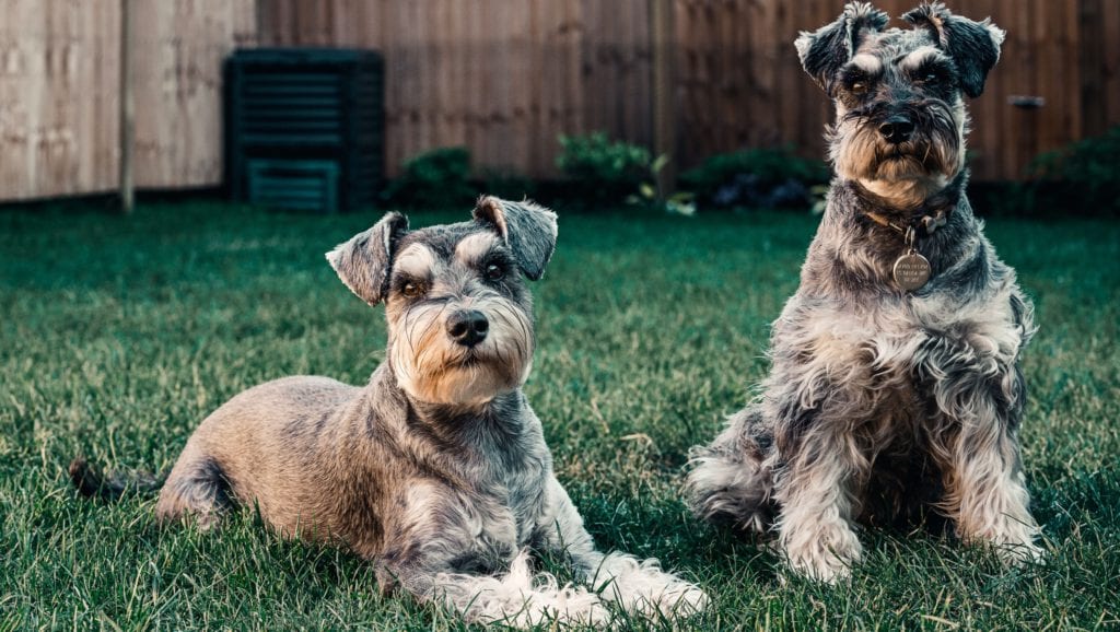 schnauzereVuffeli hundeblog