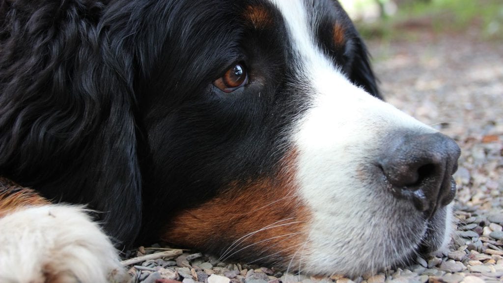 berner sennen ligger på grusVuffeli hundeblog