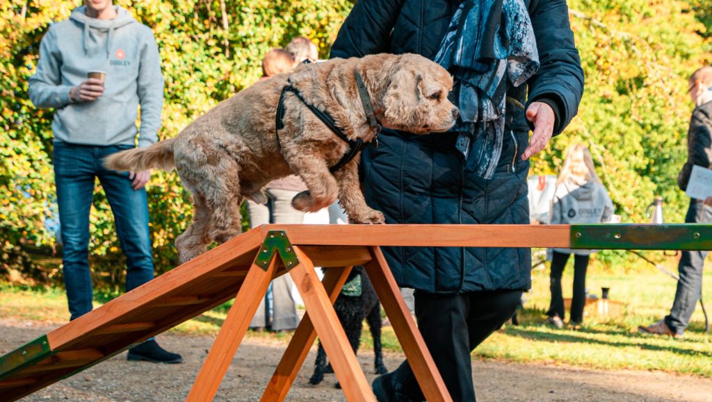 hund laver agilityVuffeli hundeblog