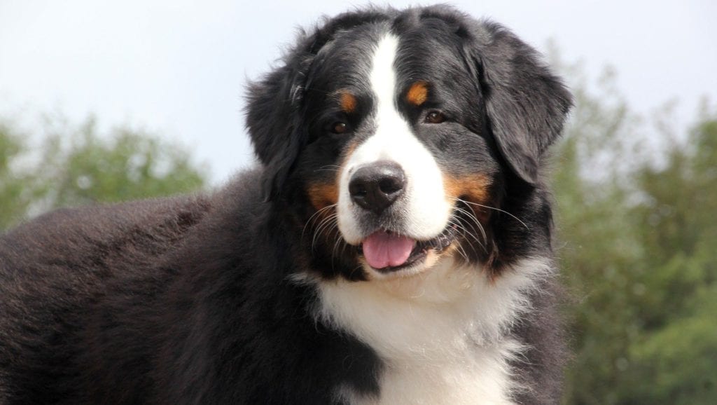 berner sennen i naturenVuffeli hundeblog