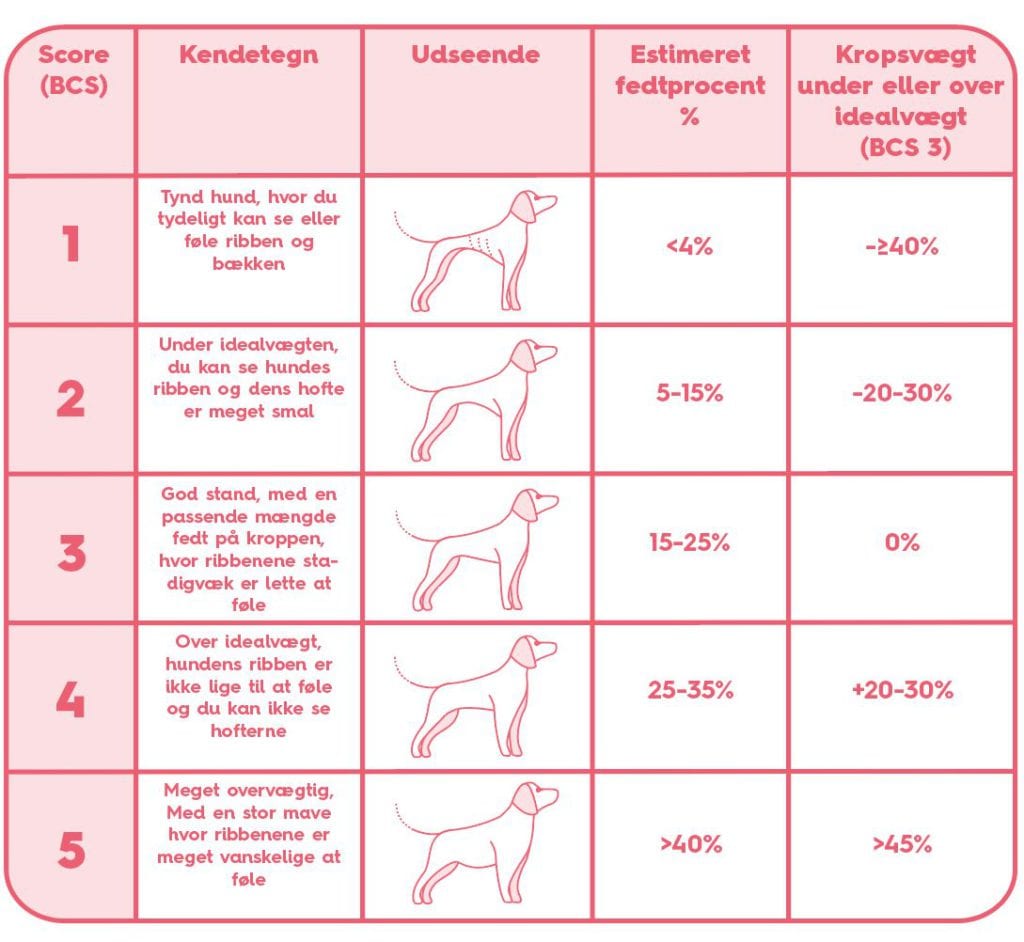 hundes kropstilstand: meget tynd, tynd, idealvægtig, stor, overvægtigVuffeli hundeblog