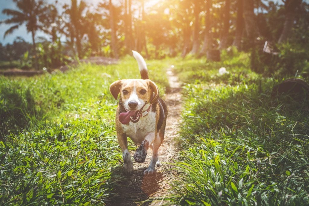 hund løber i naturenVuffeli hundeblog