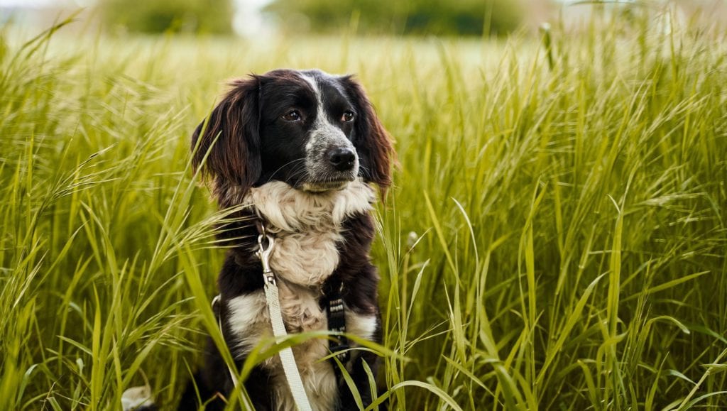 hund i græsVuffeli hundeblog