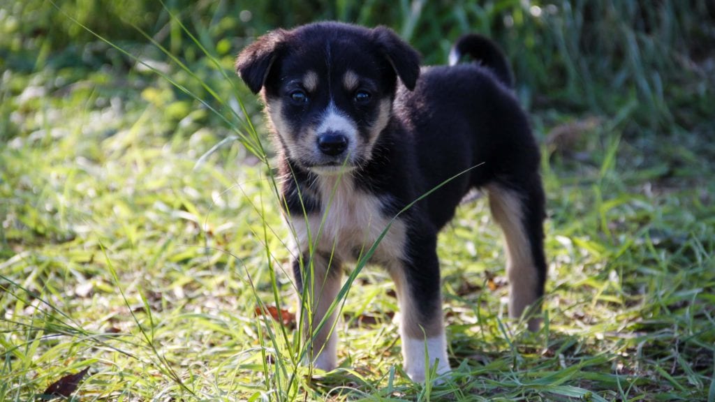 hundehvalp i græsVuffeli hundeblog