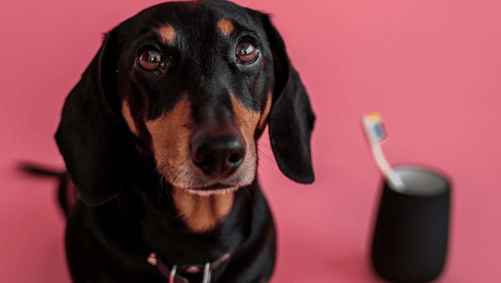 hund kigger med tandbørste i baggrunden