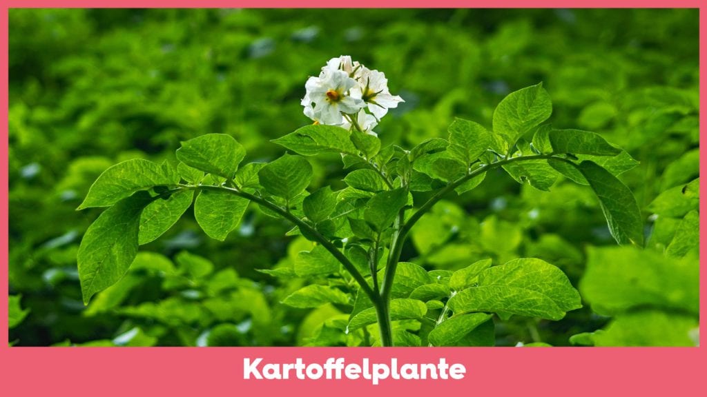 KartoffelplanteVuffeli hundeblog